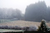 Eisige Nebel ziehen bers Land. Minus 3 Grad (13h)