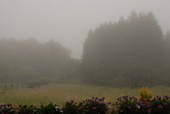Am Morgen neblig und khl