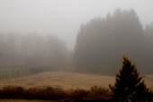 Nebel