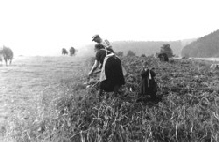 1954 in Ahrmhle : Familie Johann Mies bei der Kartoffelernte. Archivbild : Hejo Mies