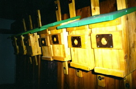 1995 Nistksten fr Salchenbusch  (Foto Johann Vossen)