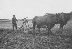 Arbeiten mit dem Karrenpflug, der Aufbau war noch aus Holz. Archivbild : J. Vossen  