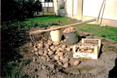 Goldene Erdfrucht 2008, da lacht das Herz des Kleingrtners. Foto : J. Vossen  