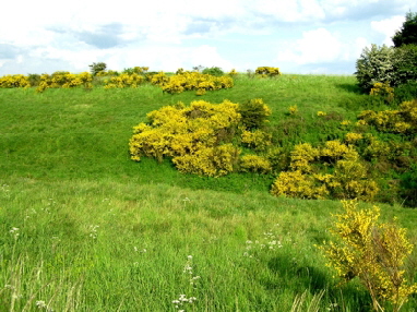 Eifelgold  Hejo Mies