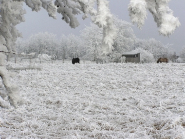 Island Pferde   Hejo Mies
