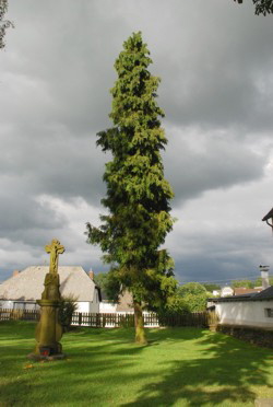 Seelenbaum 2008  Hejo Mies 2008